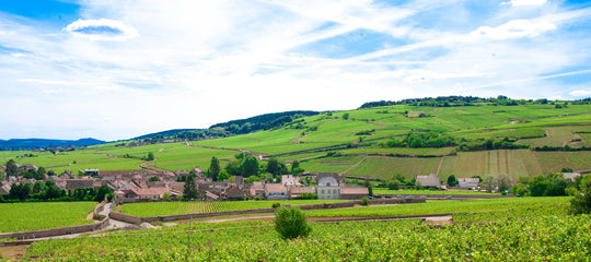 Beautiful French vineyard landscape