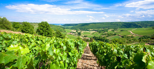 Among the vines of a Burgundy vineyard, green and lush vines