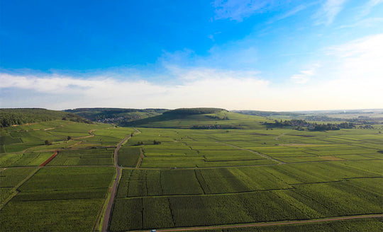 Landscape of Burgundy vineyards