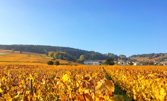 Autumnal vines, all with yellow leaves in Domaine Yvon Clerget