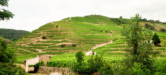 Hillside full of vines in Rhone Valley, lush and green