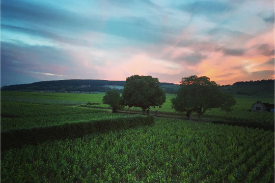 Sunset view of the vines at Domaine Pernot