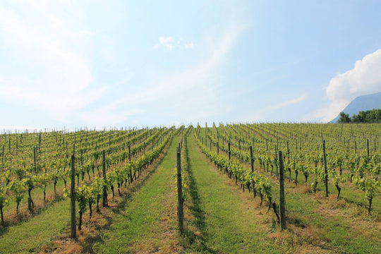 Domaine Dupraz Wines