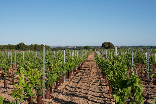 Domaine des Creisses Wines