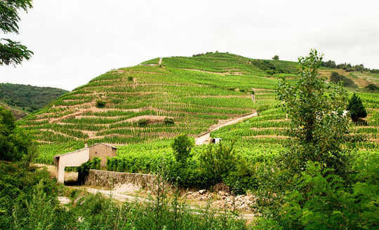Green and lush hillside of vines at Domaine Gripa