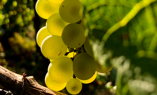 Close up of Chardonnay grapes