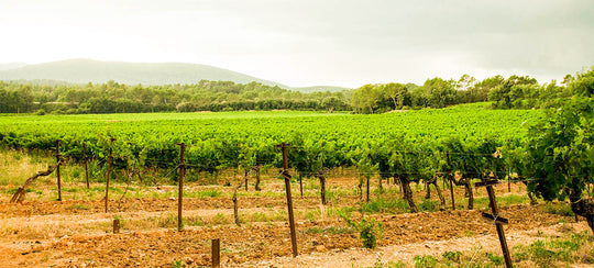 Rows of vines in a Provence vineyard, Gavoty