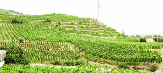 Hilly Rhone Valley planting of vines with terraces