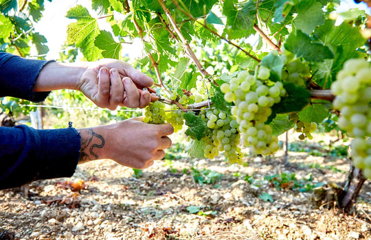 Samuel Billaud picking grapes off the vines