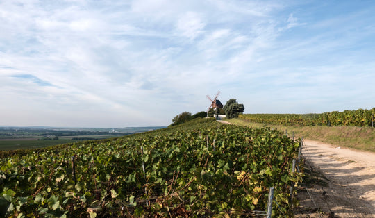 Vineyard with a windmill at the top of the hill.