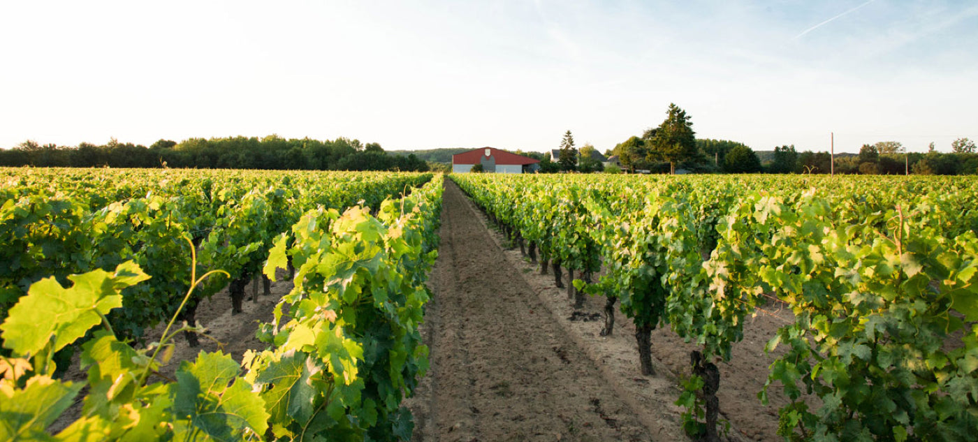 Loire Valley Wines