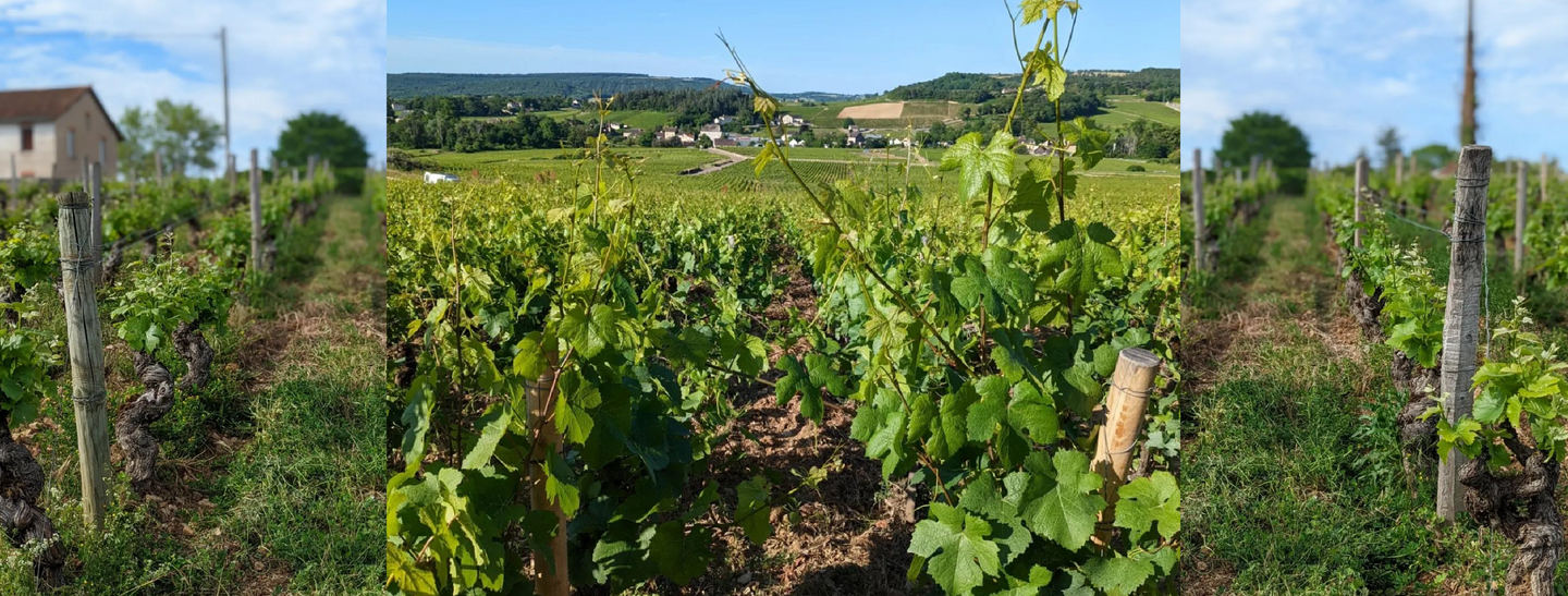 Domaine Alain & Raphael Corcia