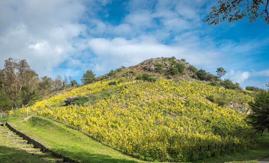 Hillside of DOmaine Belargus and the vine plantings