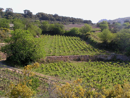 Domaine Gauby Wines