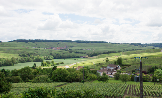 Landscape shot of Champagne Dehours