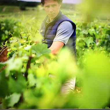 Guillaume Boillot walking through the vines