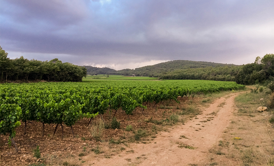 Rows of vines on a stormy day at Domaine Gavoty in Provence