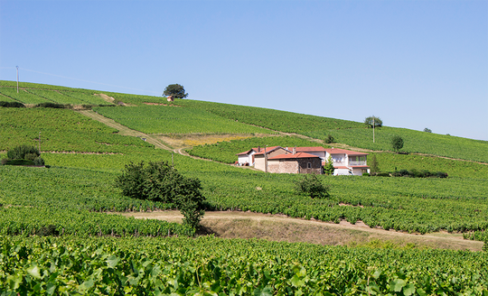 Little house on the hill among the vines of Mee Godard