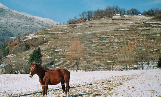 Horse standing on snowy grounds in front of a hillside full of vines in Domaine Ardoisieres in Savoie