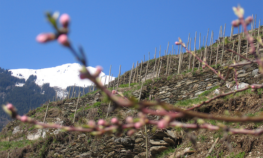 Hillside vines in Savoie
