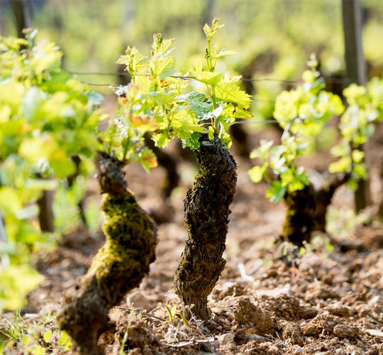 Vines Close Up at Domaine Duroche
