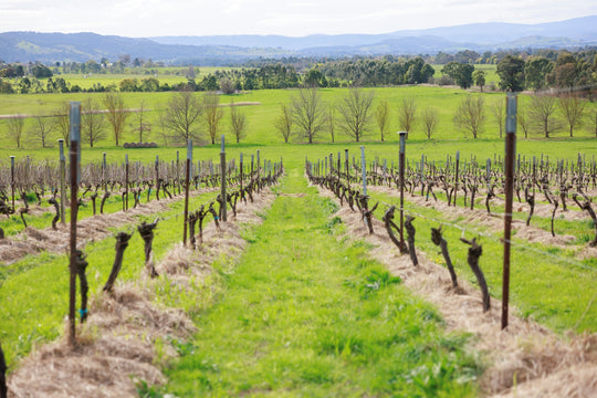 Yarra Valley Wines